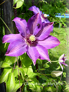 Clematis photograph