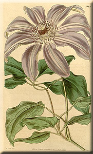 Clematis photograph