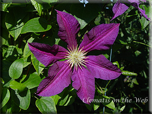 Clematis photograph