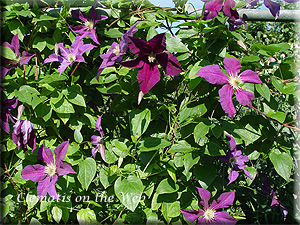 Clematis photograph