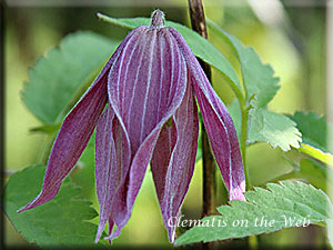 Clematis photograph