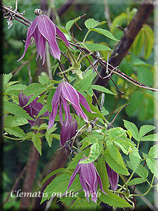 Clematis photograph