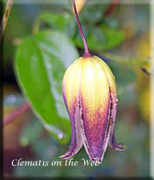 Clematis photograph