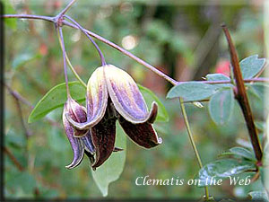 Clematis photograph