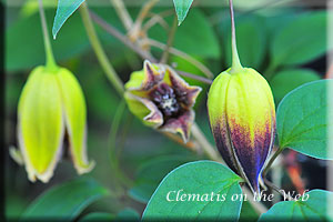 Clematis photograph