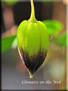 Clematis photograph