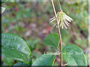 Clematis photograph