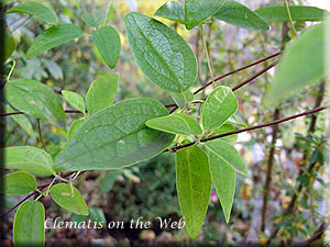 Clematis photograph