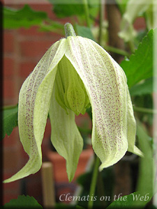 Clematis photograph