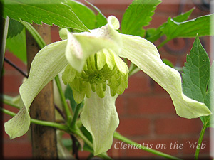 Clematis photograph