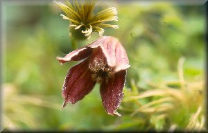 Clematis photograph