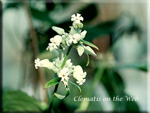 Clematis photograph