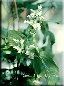 Clematis photograph