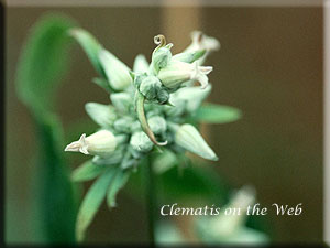 Clematis photograph