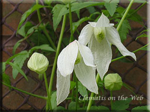 Clematis photograph