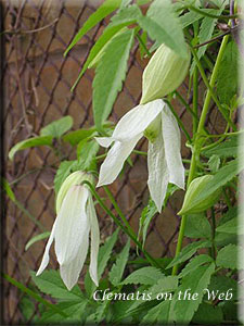 Clematis photograph