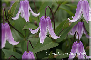 Clematis photograph