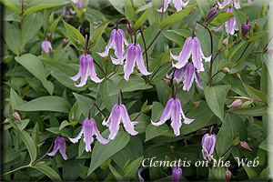 Clematis photograph