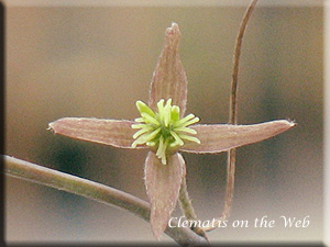 Clematis photograph