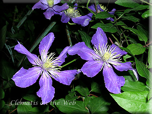 Clematis photograph