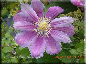 Clematis photograph