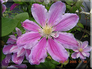 Clematis photograph