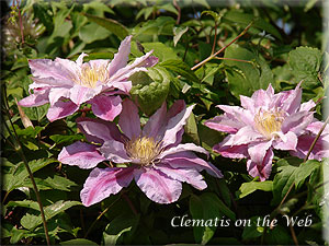 Clematis photograph