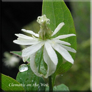 Clematis photograph