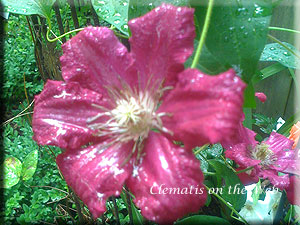 Clematis photograph