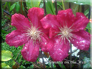 Clematis photograph