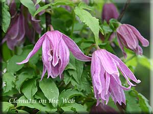 Clematis photograph