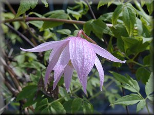 Clematis photograph