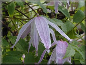 Clematis photograph