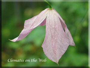 Clematis photograph