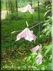 Clematis photograph