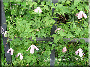 Clematis photograph