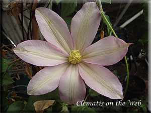 Clematis photograph