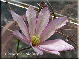 Clematis photograph