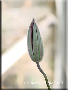 Clematis photograph