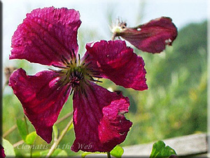 Clematis photograph