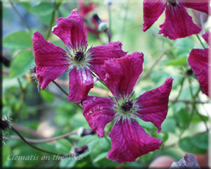 Clematis photograph