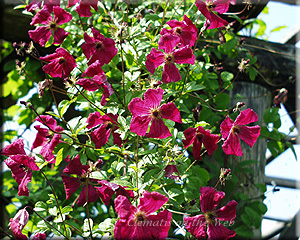 Clematis photograph