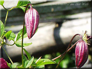 Clematis photograph