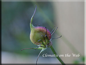 Clematis photograph