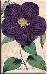 Clematis photograph