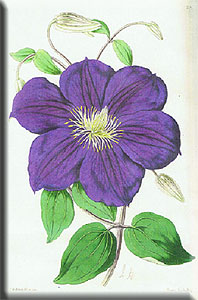 Clematis photograph