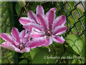 Clematis photograph