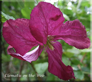 Clematis photograph