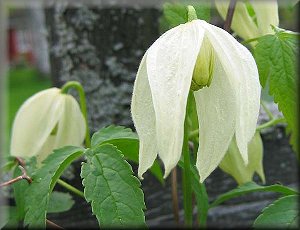 Clematis photograph