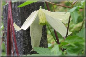 Clematis photograph